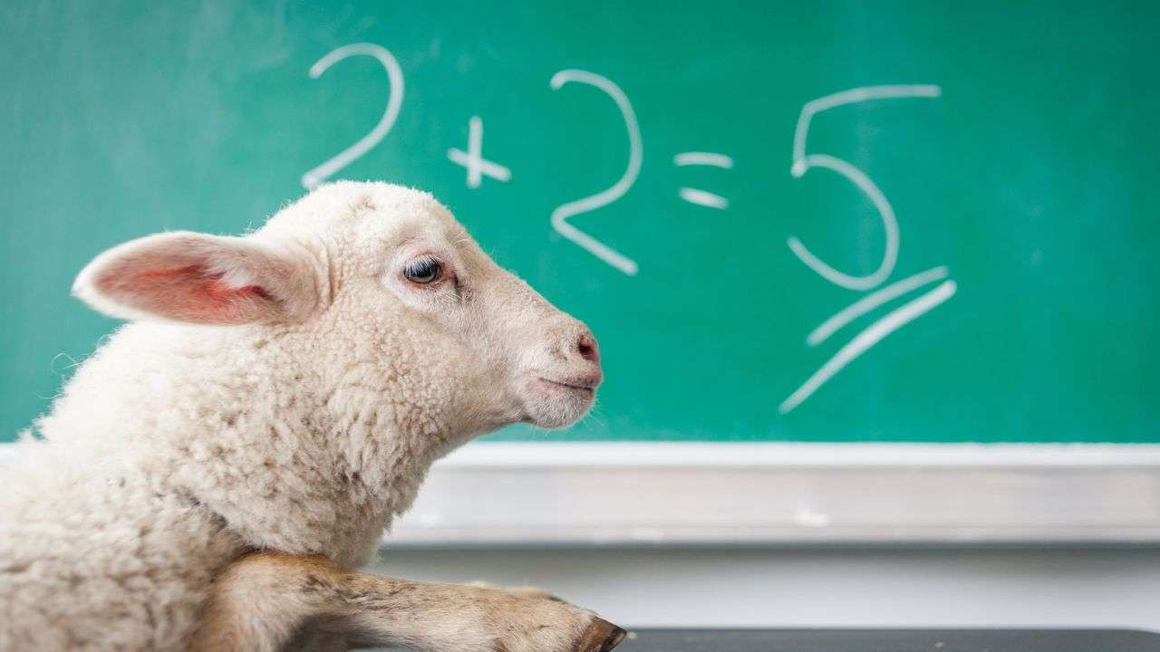 Common decicion making biases and errors featured image. A sheep getting a biased math result.